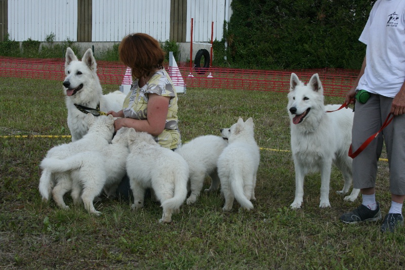 Des Blancs De Souilly - Berger Blanc Suisse - Portée née le 26/03/2011