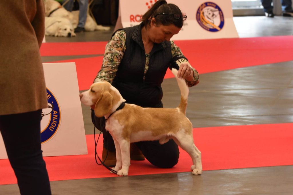 Des Chasseurs Du Temps - Exposition Canine Nationale Angers