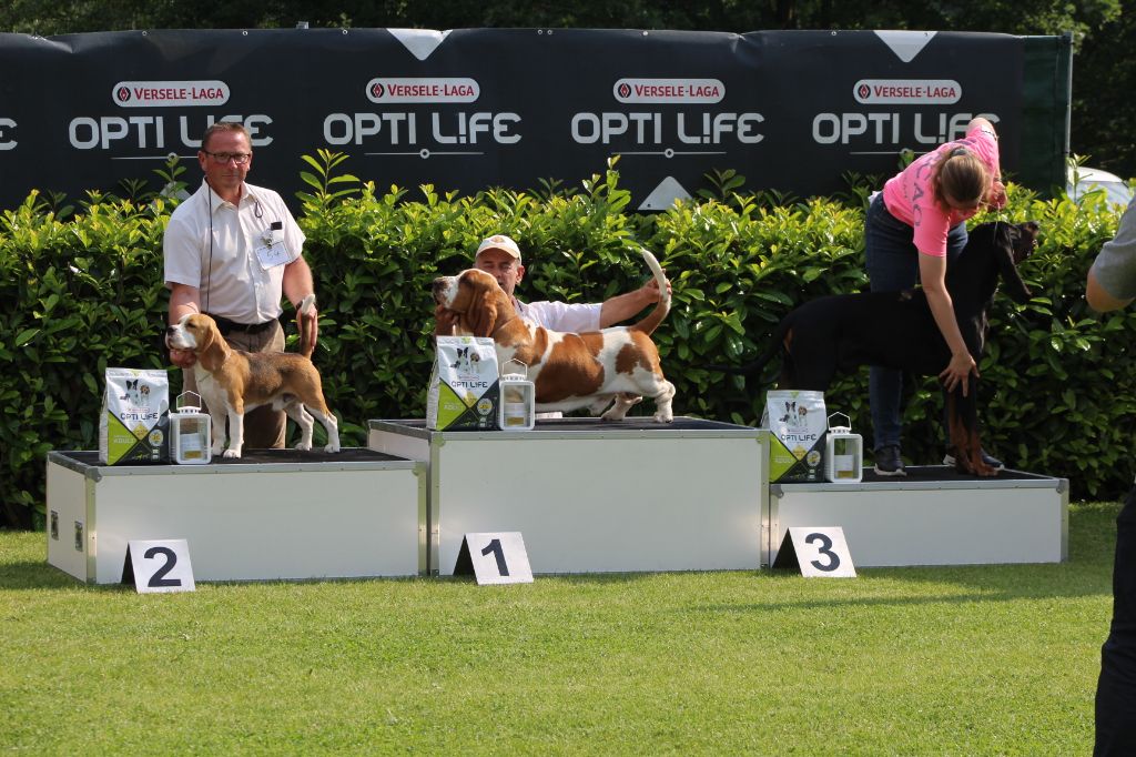 Des Chasseurs Du Temps - Nationale  Beagle Belge