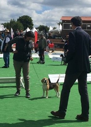 Des Chasseurs Du Temps - Grand prix des Chiens de Chasse - Game Fair