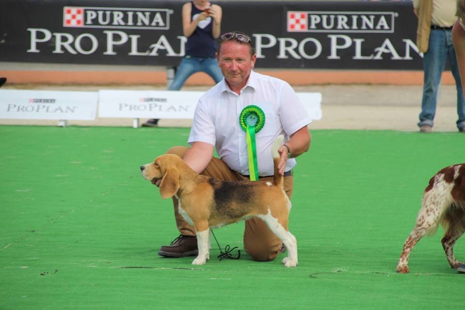 Des Chasseurs Du Temps - Grand Prix des chiens de Chasse - Game Fair