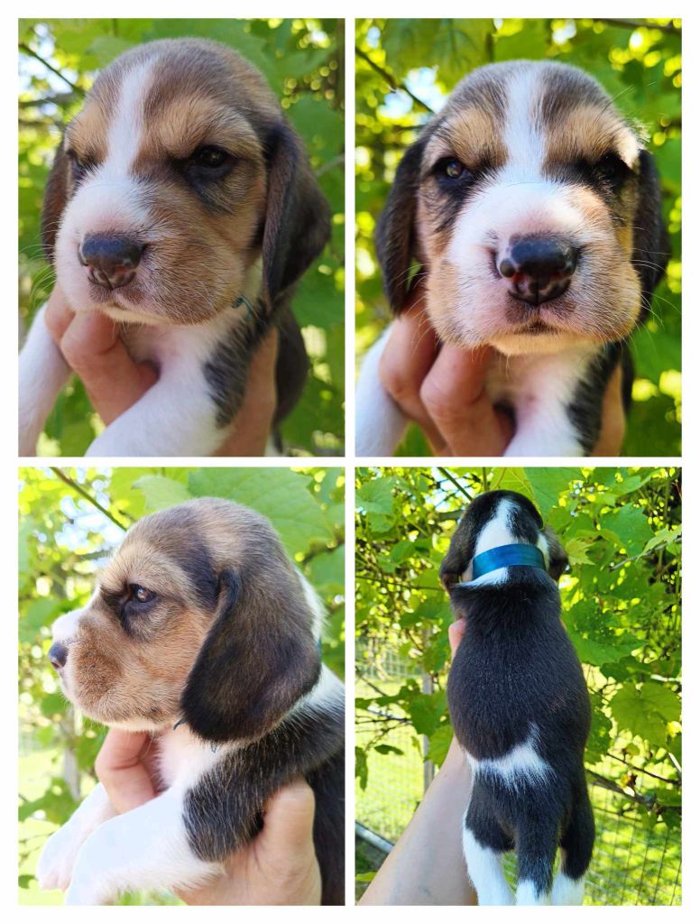 Des Chasseurs Du Temps - Présentation des bébés de Toundra " rubrique  Chiots " 