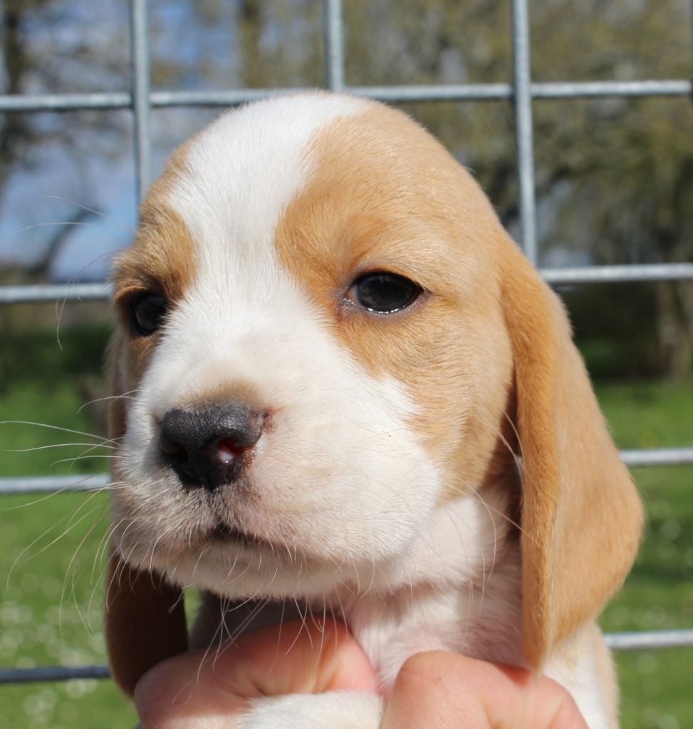 Des Chasseurs Du Temps - Beagle - Portée née le 08/02/2019