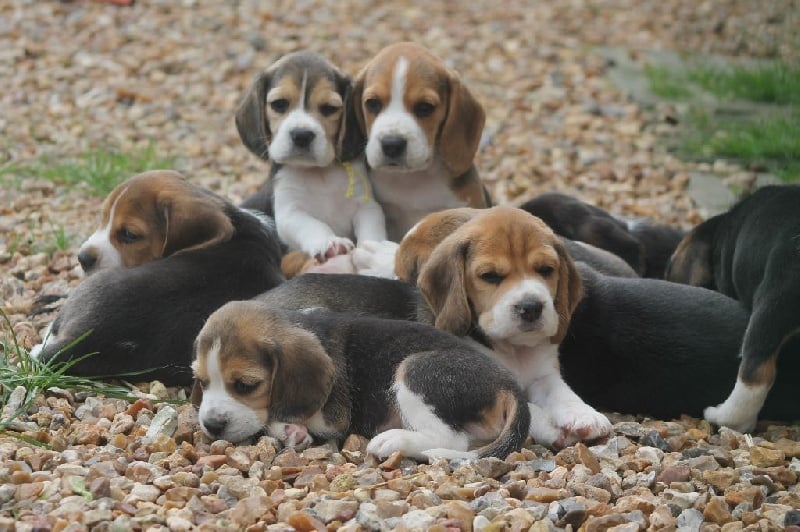 Des Chasseurs Du Temps - Beagle - Portée née le 13/04/2016