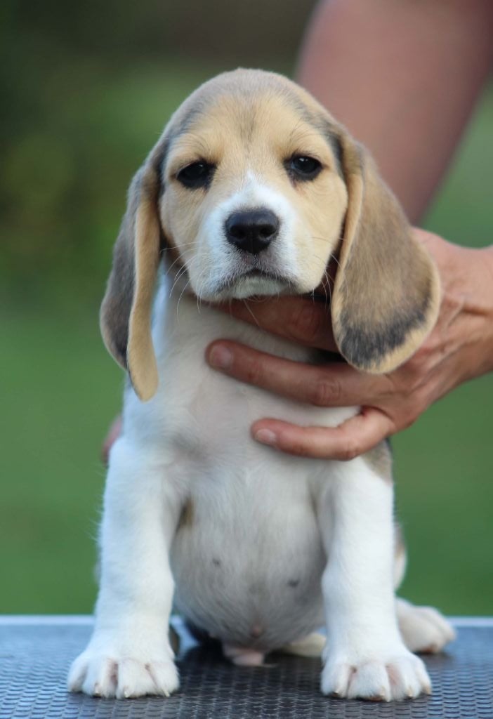 Des Chasseurs Du Temps - Beagle - Portée née le 22/07/2018