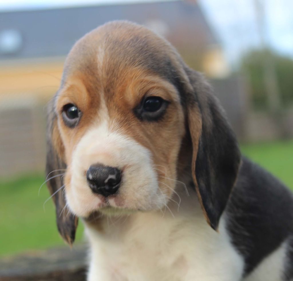 Des Chasseurs Du Temps - Beagle - Portée née le 14/12/2017