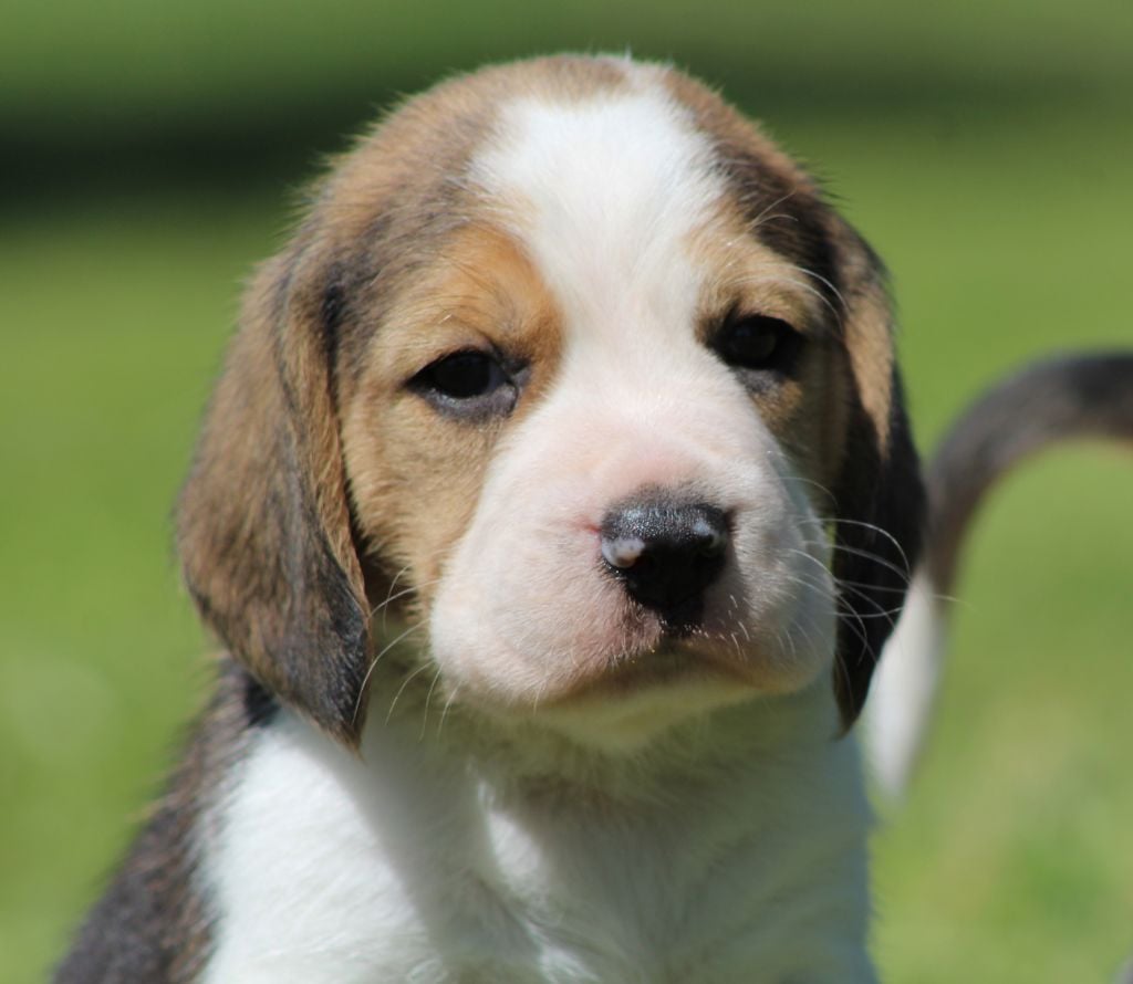 Des Chasseurs Du Temps - Beagle - Portée née le 16/04/2019