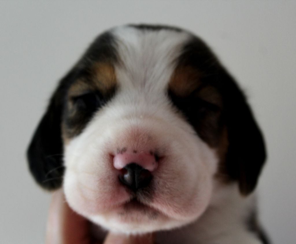 Des Chasseurs Du Temps - Beagle - Portée née le 12/04/2020