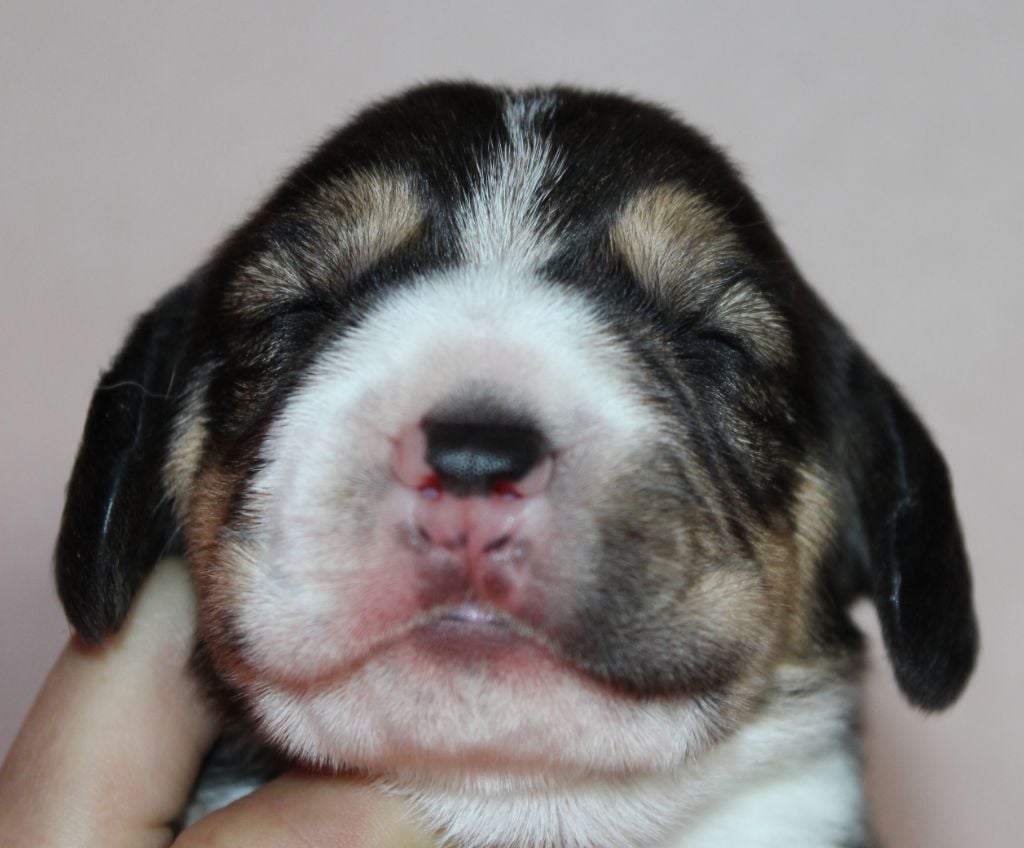 Des Chasseurs Du Temps - Beagle - Portée née le 19/04/2020