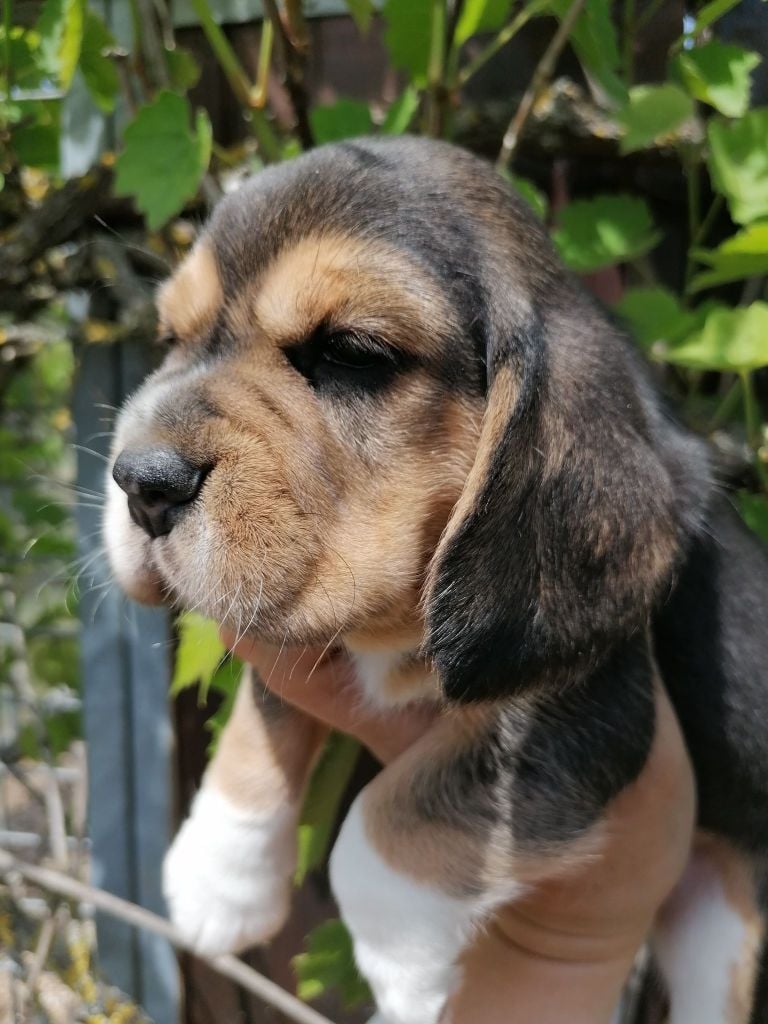 Des Chasseurs Du Temps - Beagle - Portée née le 16/04/2022