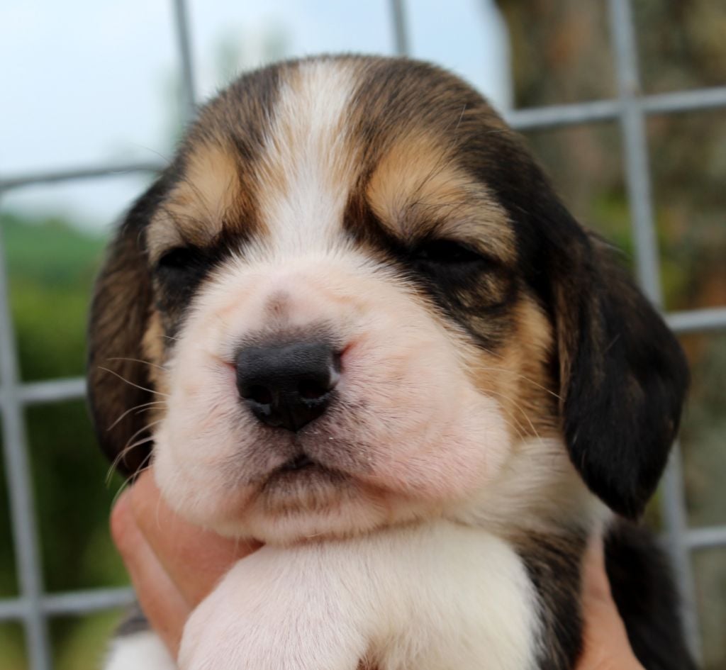 Des Chasseurs Du Temps - Beagle - Portée née le 03/04/2020