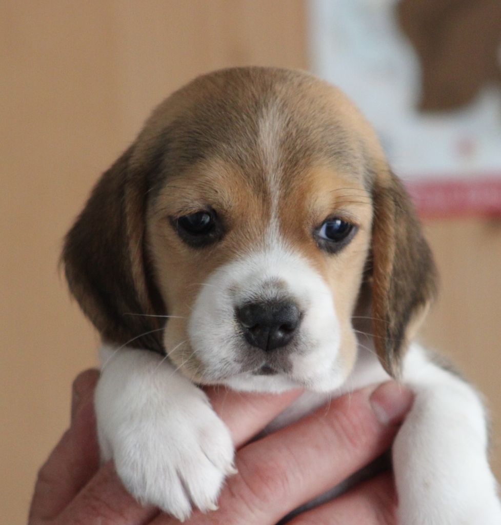 Des Chasseurs Du Temps - Beagle - Portée née le 19/05/2024