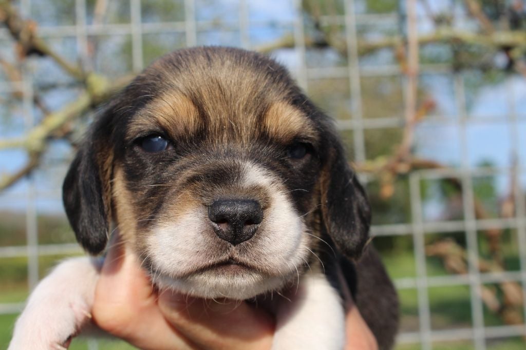 Des Chasseurs Du Temps - Beagle - Portée née le 23/03/2020