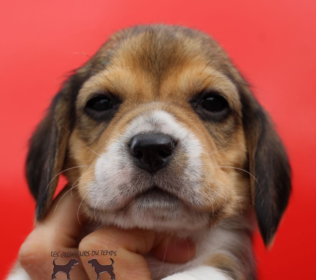 Des Chasseurs Du Temps - Beagle - Portée née le 01/04/2019