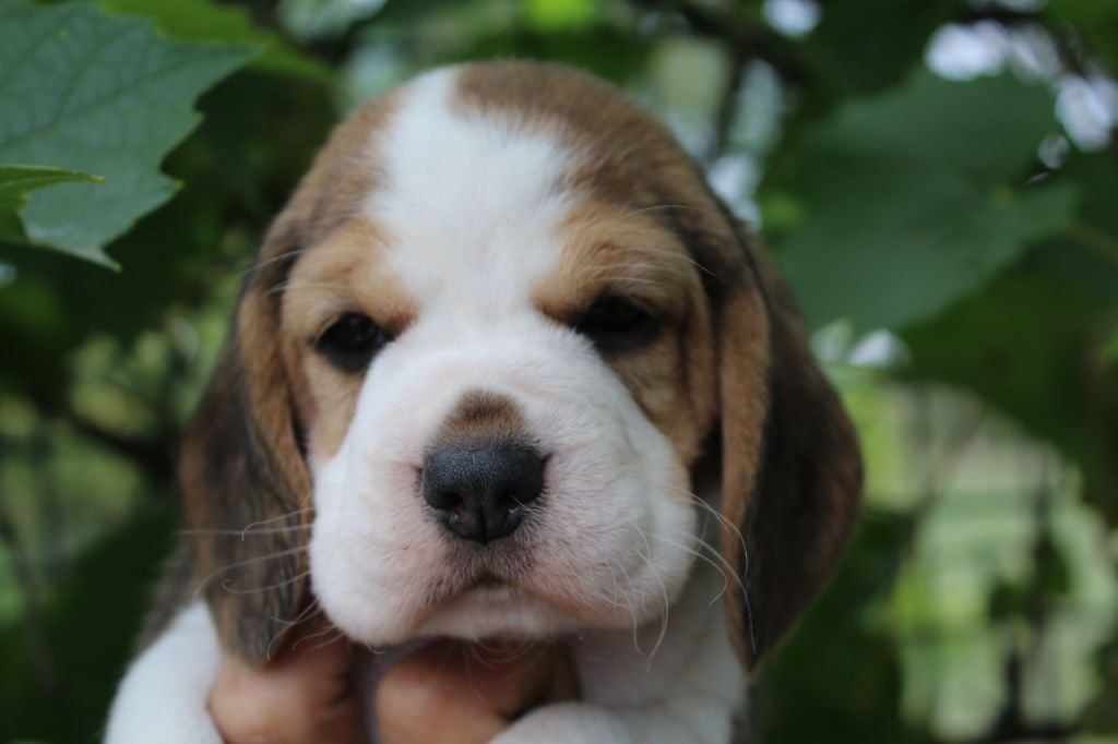 Des Chasseurs Du Temps - Beagle - Portée née le 10/08/2019