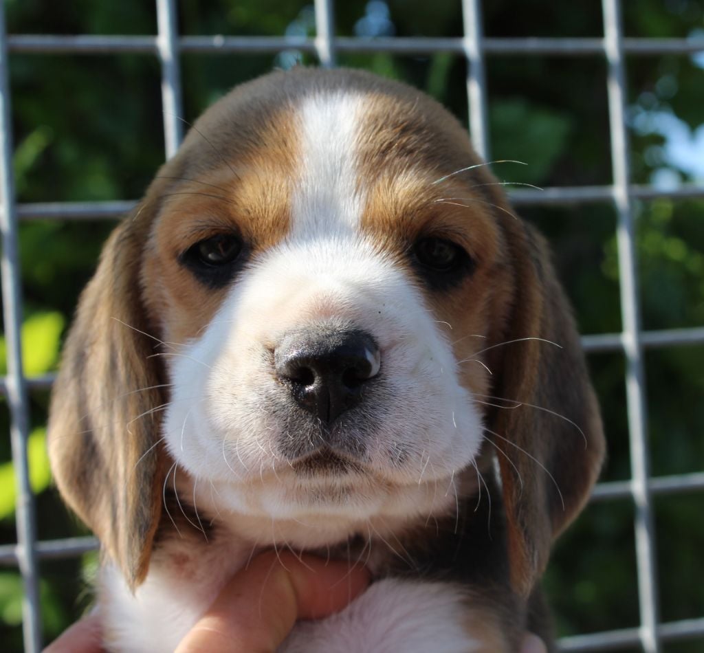 Des Chasseurs Du Temps - Beagle - Portée née le 02/06/2019