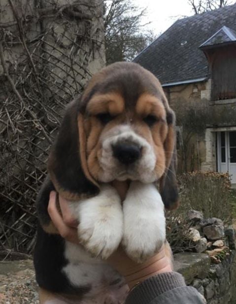 Des Chasseurs Du Temps - Beagle - Portée née le 25/12/2018