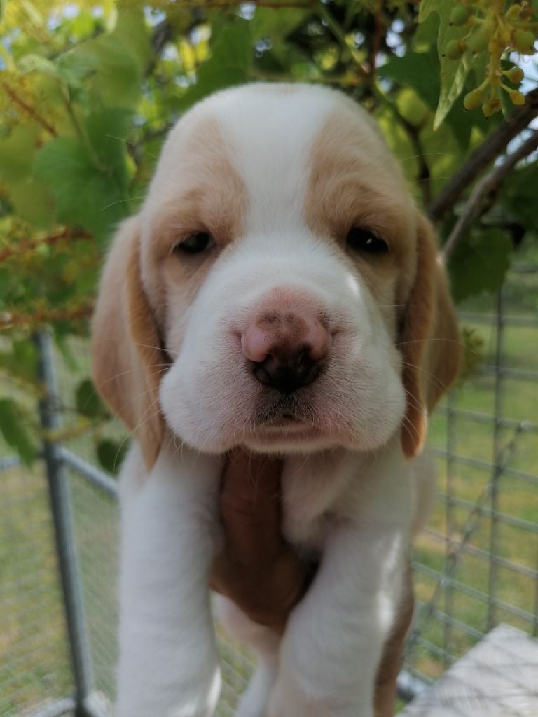 Des Chasseurs Du Temps - Beagle - Portée née le 03/05/2022