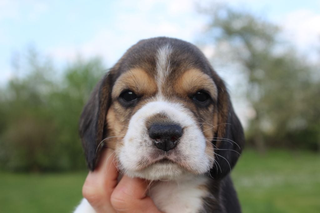 Des Chasseurs Du Temps - Beagle - Portée née le 16/03/2020