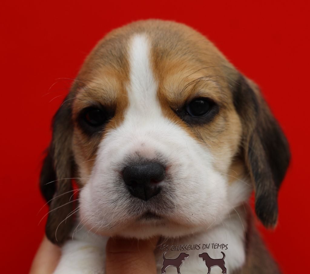 Des Chasseurs Du Temps - Beagle - Portée née le 02/04/2019