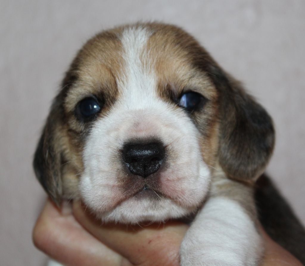 Des Chasseurs Du Temps - Beagle - Portée née le 09/04/2020