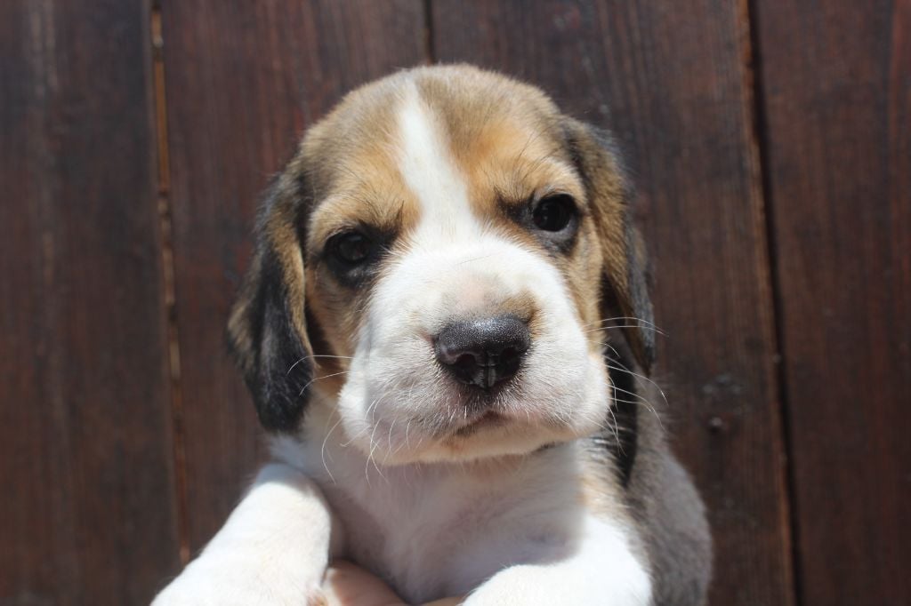 Des Chasseurs Du Temps - Beagle - Portée née le 25/04/2022