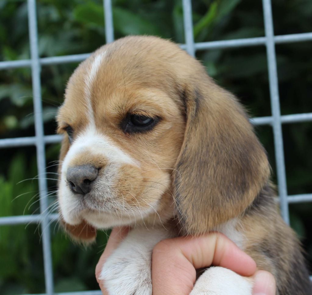 Des Chasseurs Du Temps - Beagle - Portée née le 15/05/2018