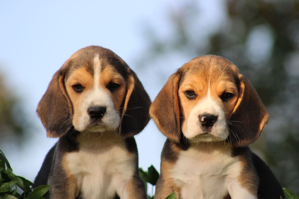 Des Chasseurs Du Temps - Beagle - Portée née le 20/04/2023