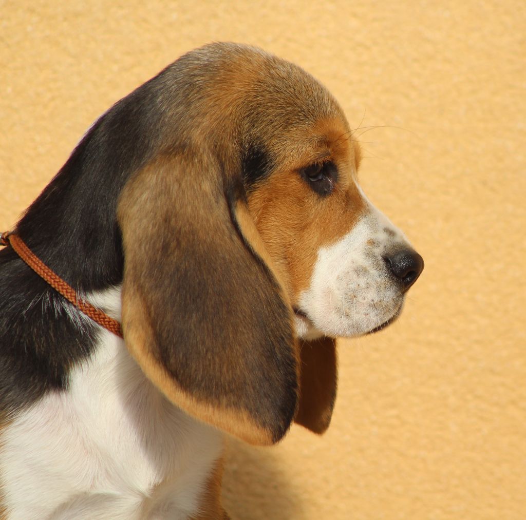 Des Chasseurs Du Temps - Beagle - Portée née le 20/01/2018