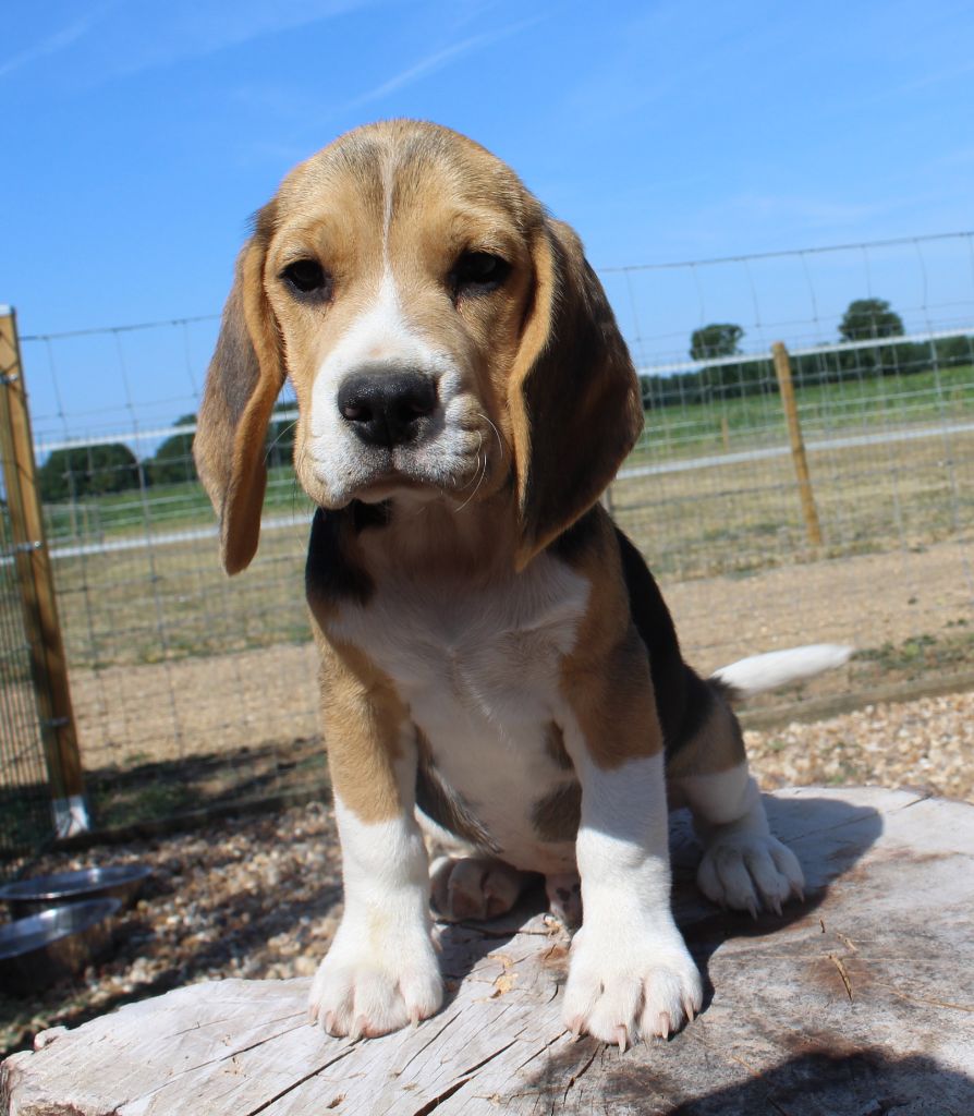 Des Chasseurs Du Temps - Beagle - Portée née le 17/04/2019