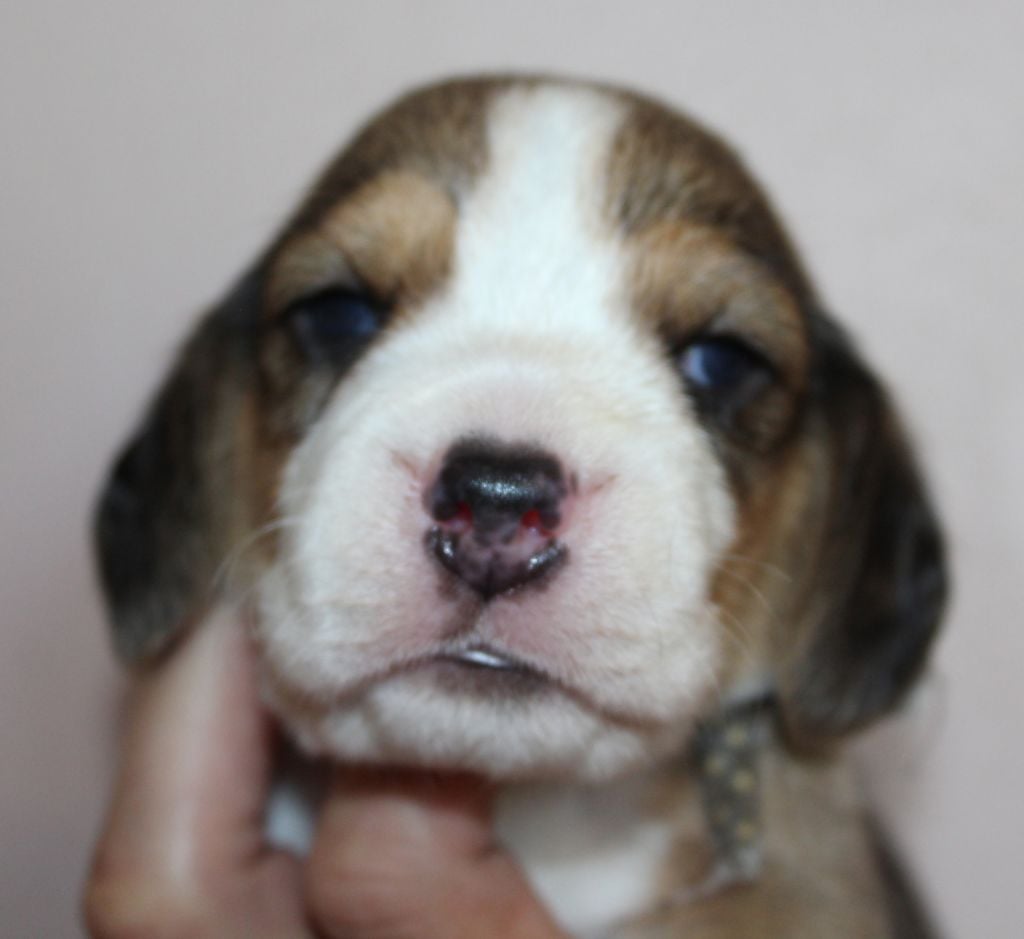 Des Chasseurs Du Temps - Beagle - Portée née le 10/07/2020