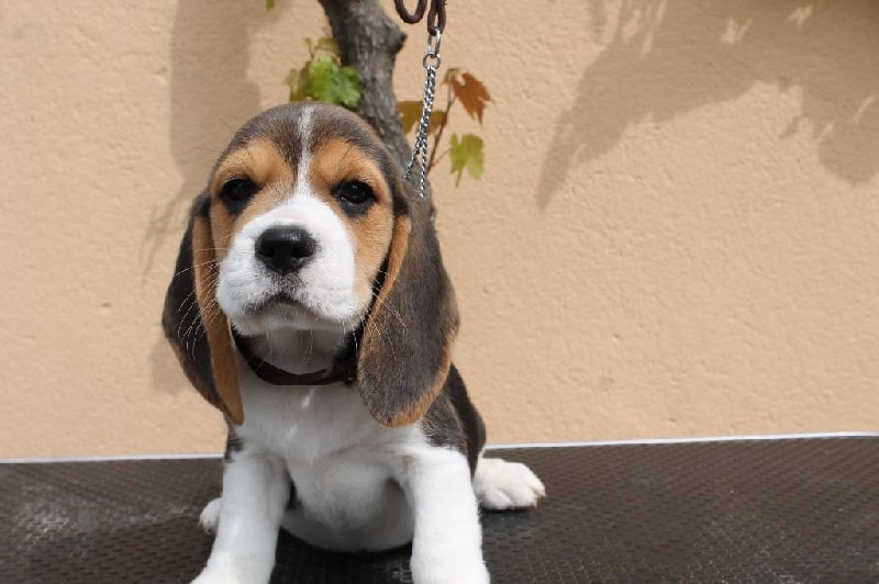 Des Chasseurs Du Temps - Beagle - Portée née le 08/04/2016