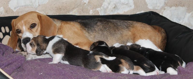 Des Chasseurs Du Temps - Beagle - Portée née le 16/06/2015