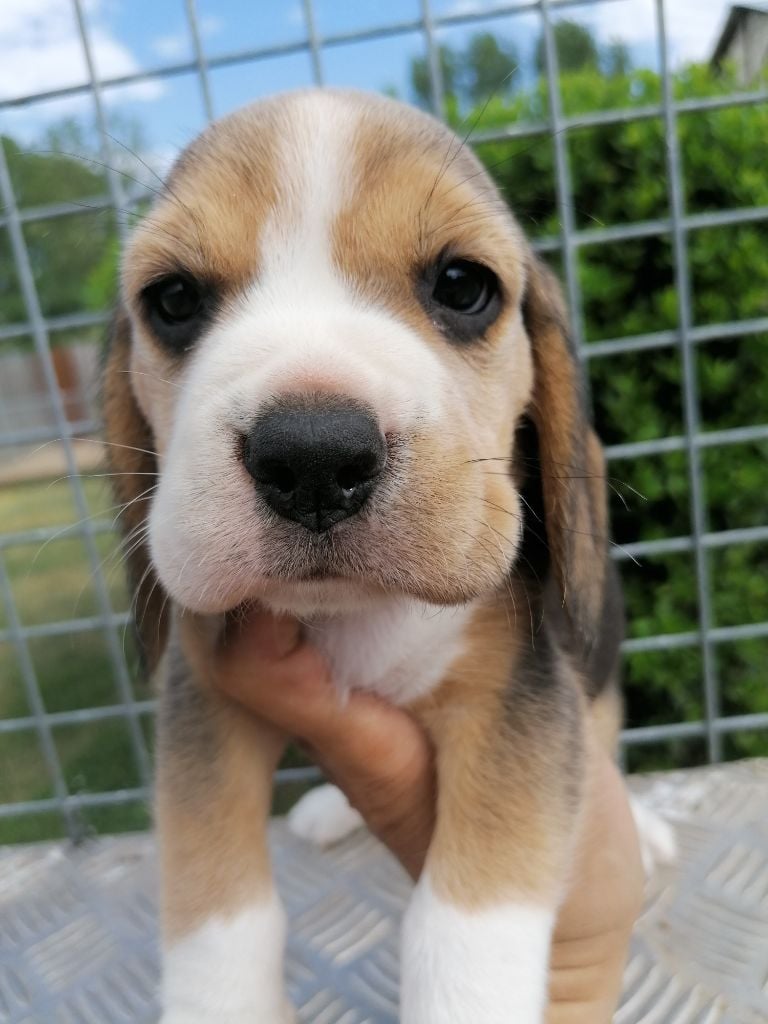 Des Chasseurs Du Temps - Beagle - Portée née le 29/04/2022