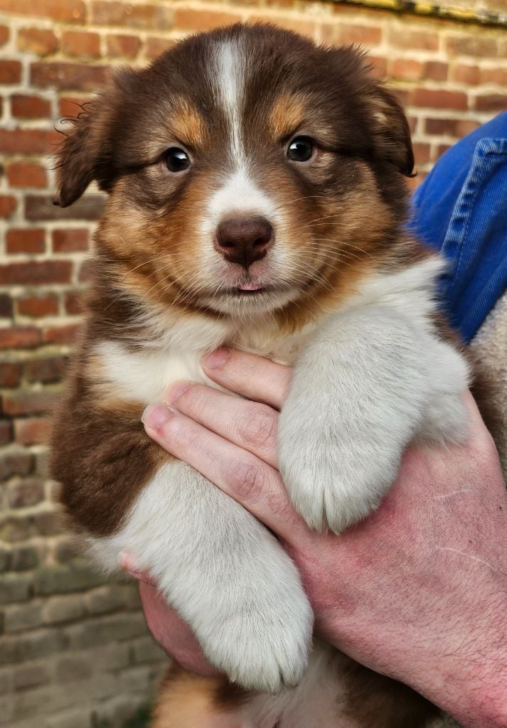 De La Vallée Des Belles Bleues - Chiots disponibles - Berger Australien