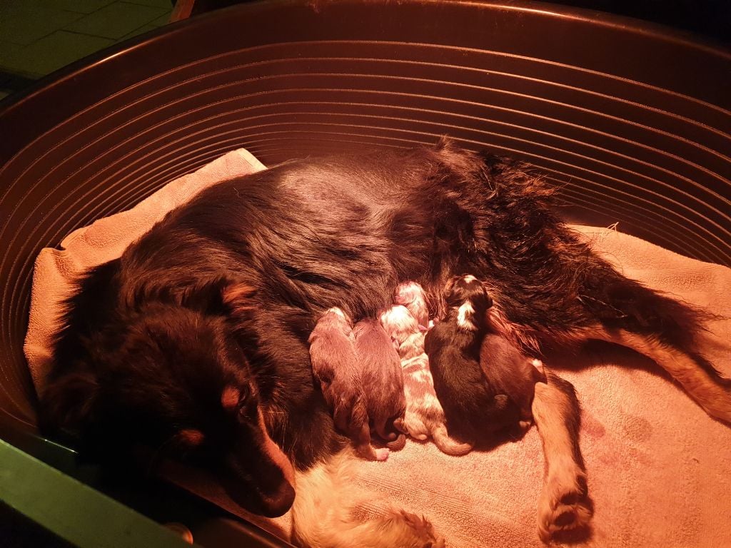 Chiot Berger Australien De La Vallée Des Belles Bleues