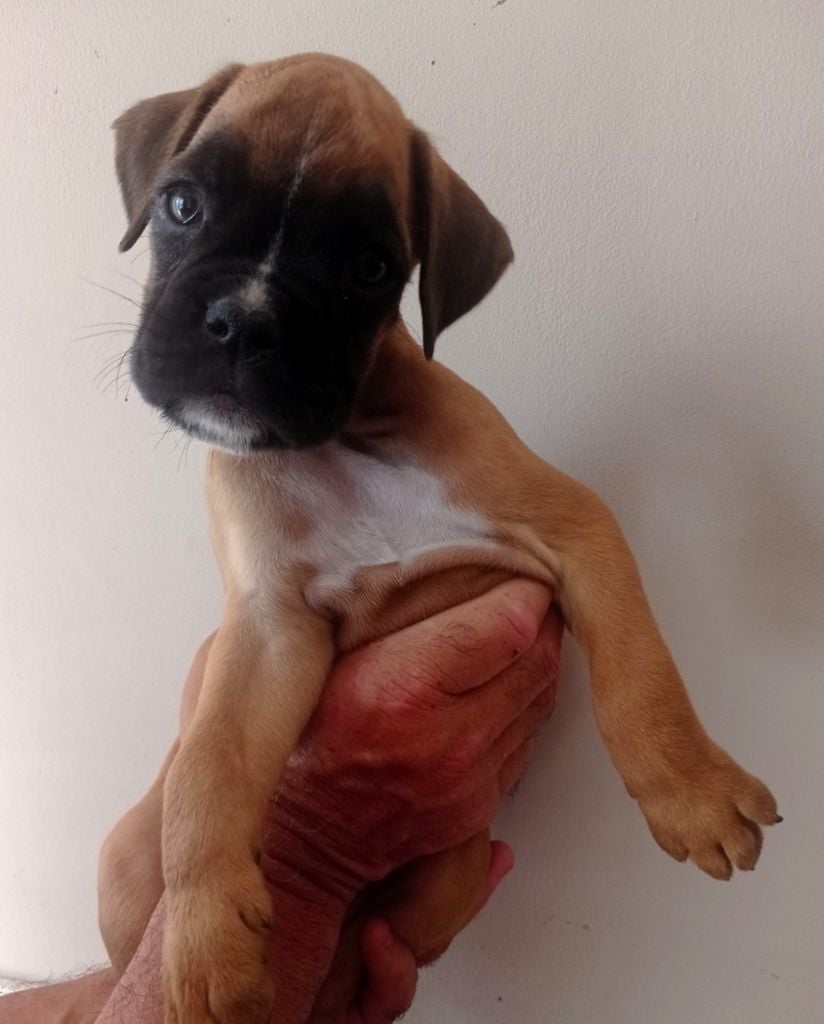 De Cans D'aragon - Chiots disponibles - Boxer