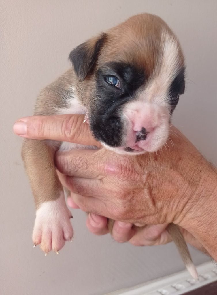 De Cans D'aragon - Chiots disponibles - Boxer