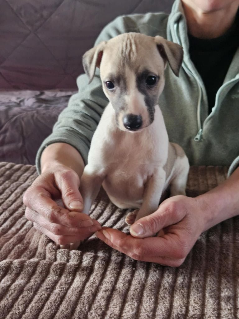 Chiot Whippet De Lev'horse