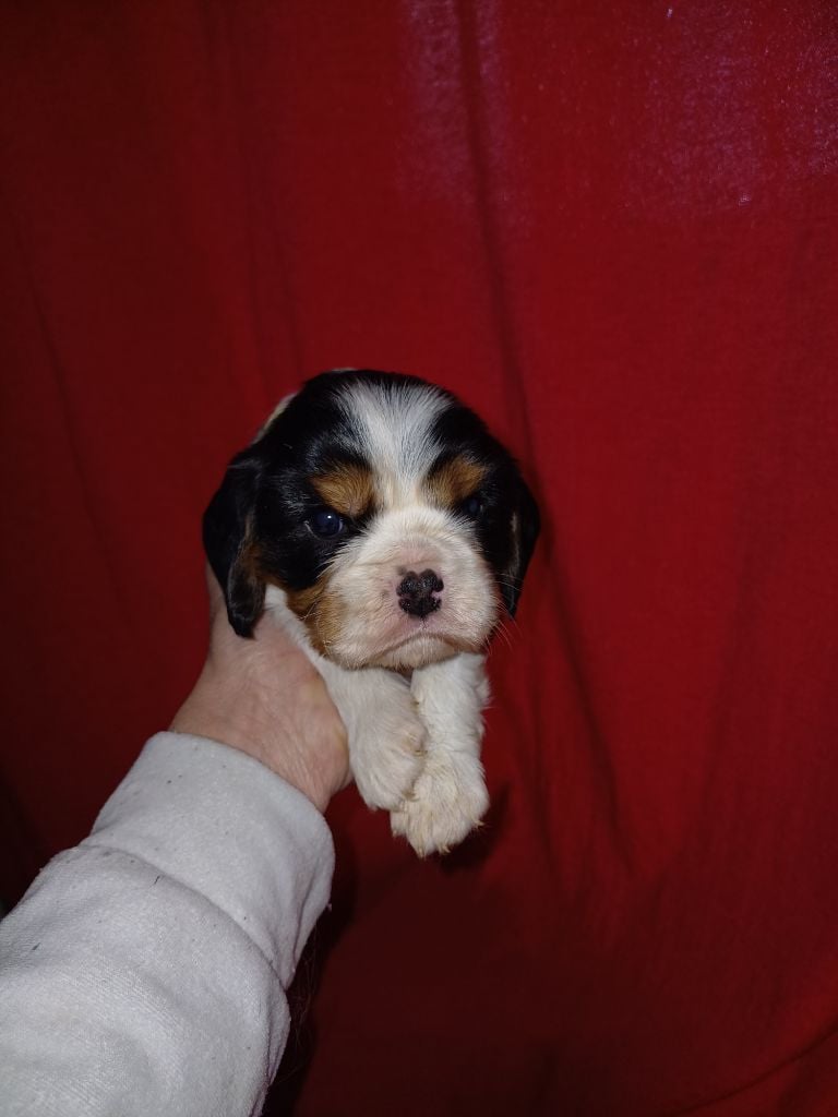 De Lev'horse - Chiots disponibles - Cavalier King Charles Spaniel