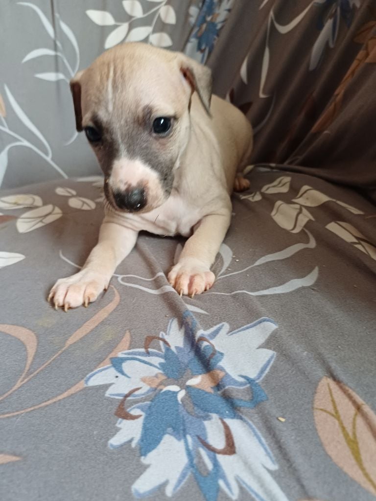 De Lev'horse - Chiots disponibles - Whippet