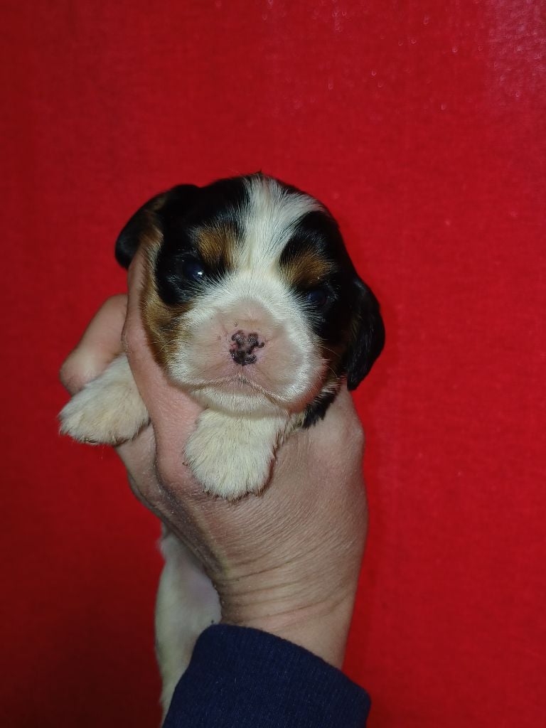 De Lev'horse - Chiots disponibles - Cavalier King Charles Spaniel