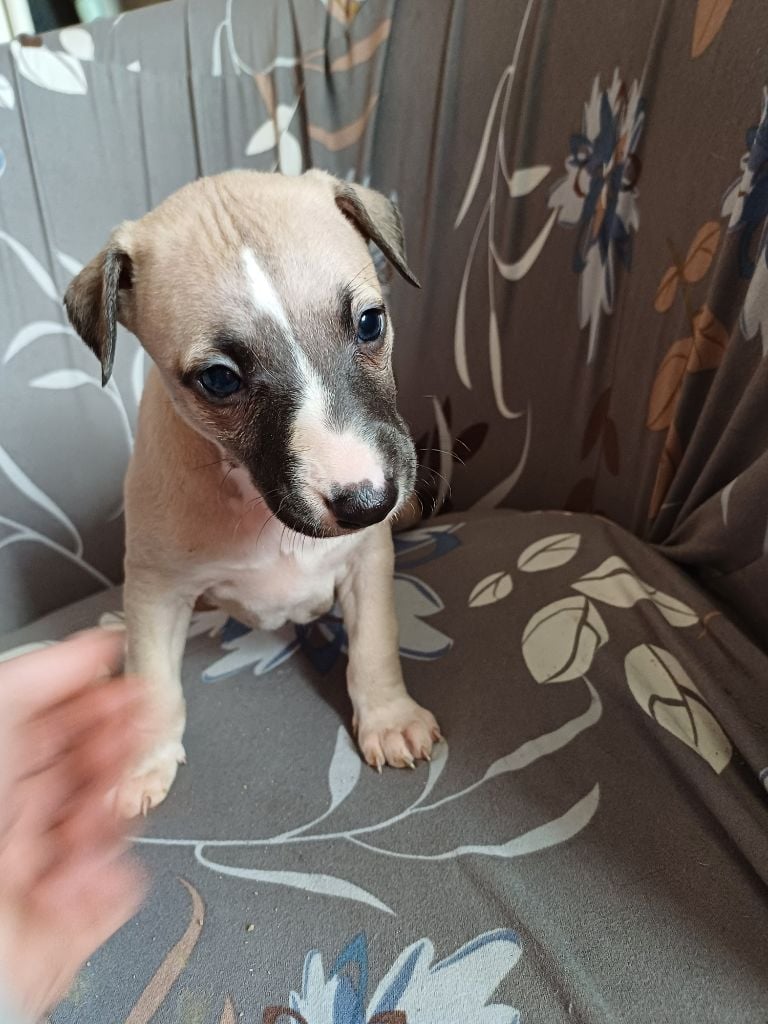 De Lev'horse - Chiots disponibles - Whippet