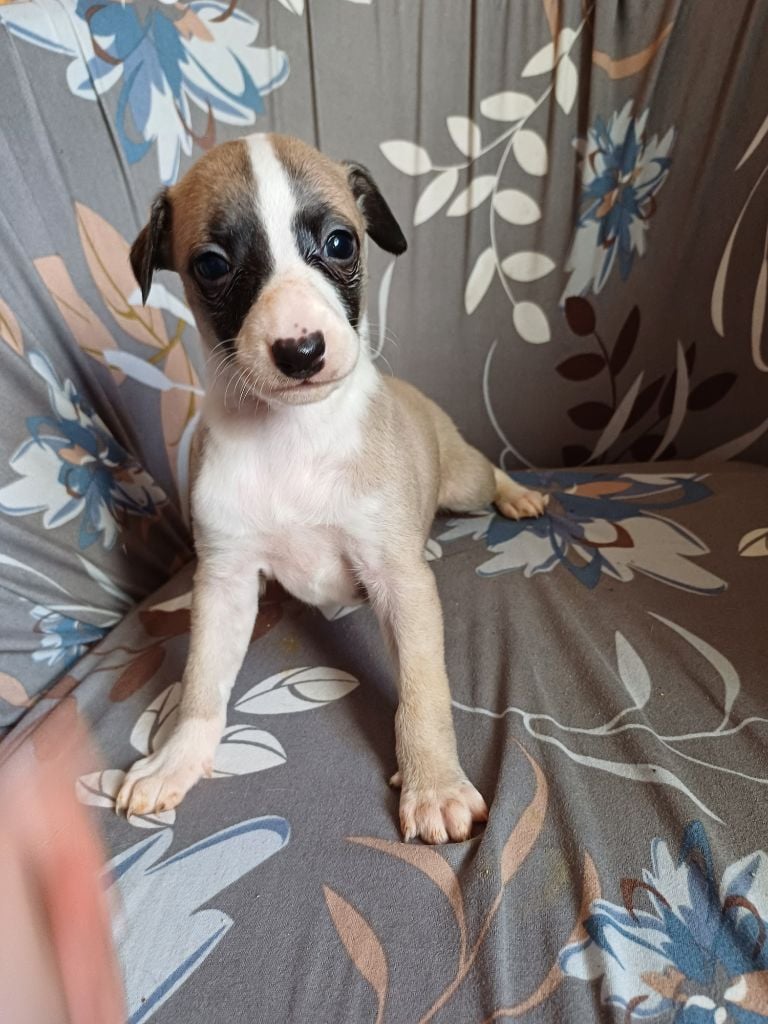 De Lev'horse - Chiots disponibles - Whippet