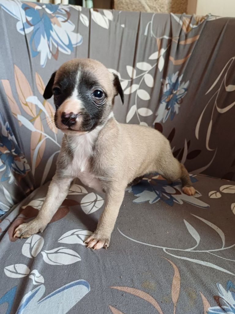 De Lev'horse - Chiots disponibles - Whippet