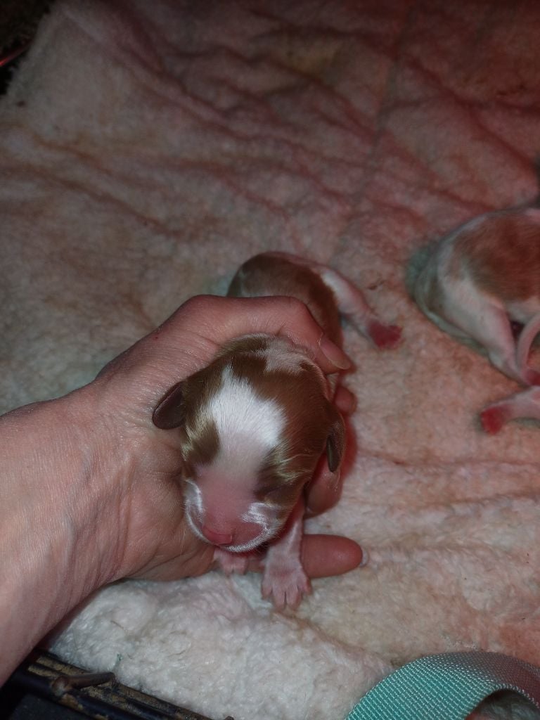 De Lev'horse - Chiots disponibles - Cavalier King Charles Spaniel