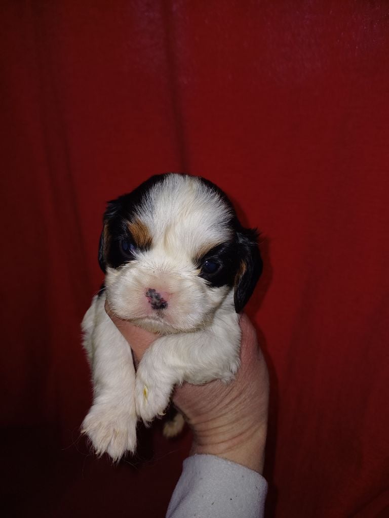 De Lev'horse - Chiots disponibles - Cavalier King Charles Spaniel