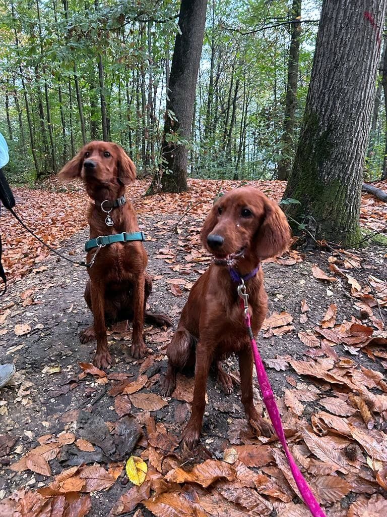 du Rû Du Moulinet - Retrouvailles de T'Cookie et Tatcher le 3 novembre