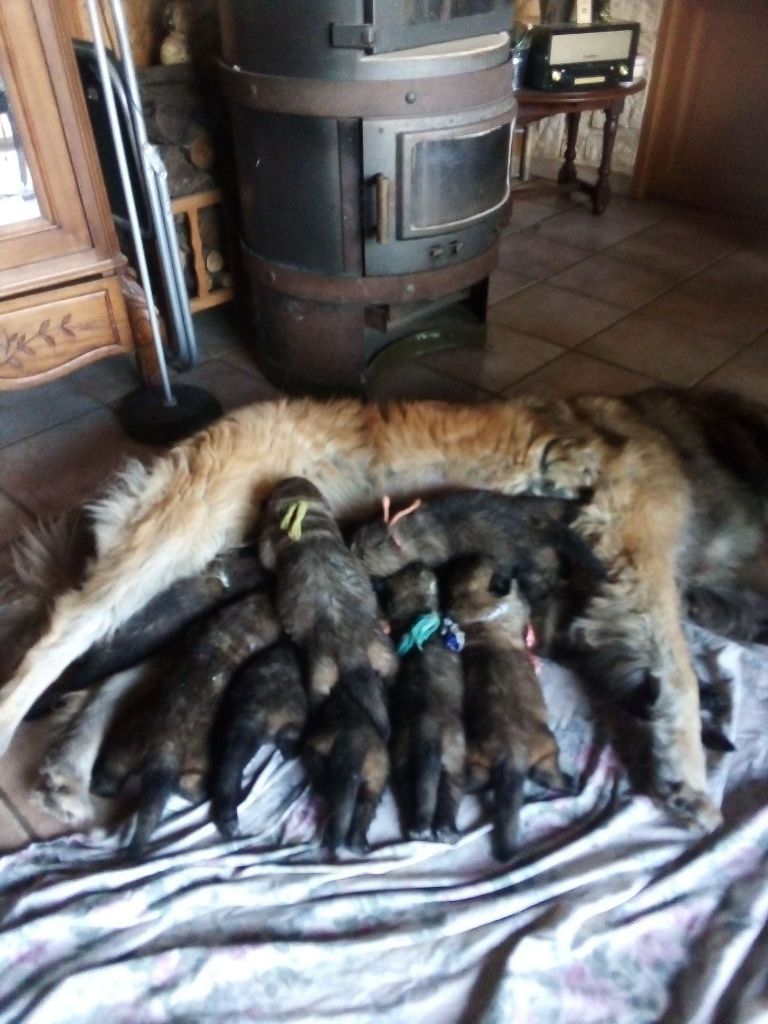 de la Citadelle D'Hermance - Leonberger - Portée née le 28/09/2020