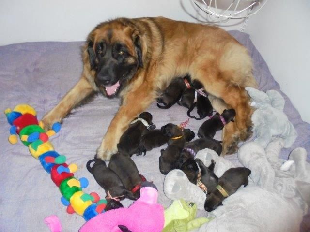 de la Citadelle D'Hermance - Leonberger - Portée née le 06/03/2020